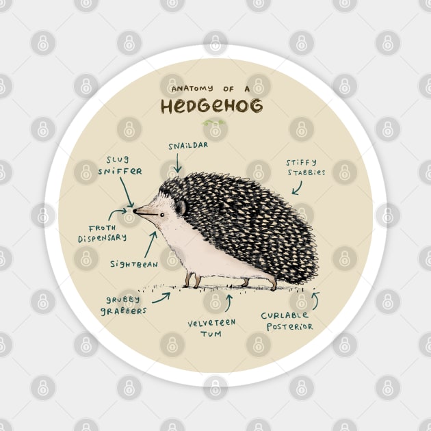 Anatomy of a Hedgehog Magnet by Sophie Corrigan